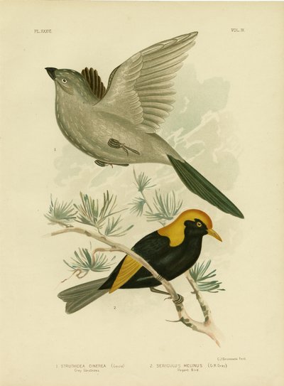 Grijze Struthidea of Apostelvogel, 1891 door Gracius Broinowski